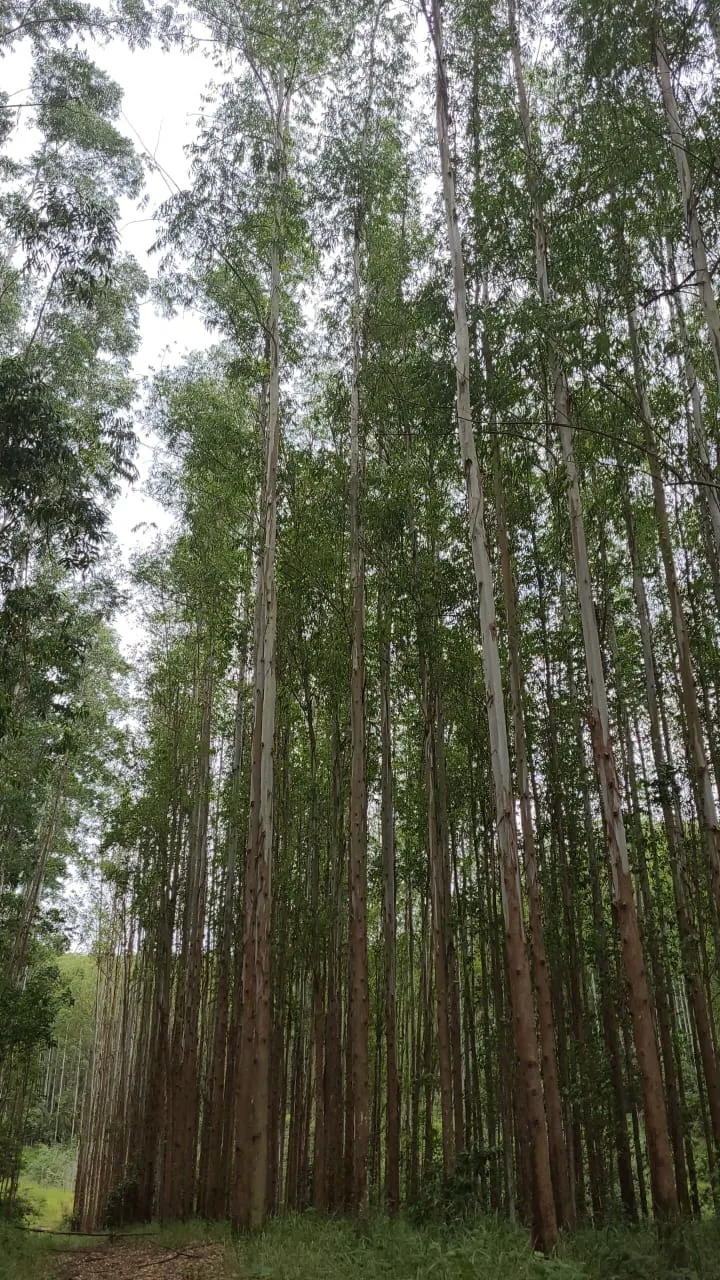Fazenda à venda de 585 ha em Guaratinguetá, SP, Brasil