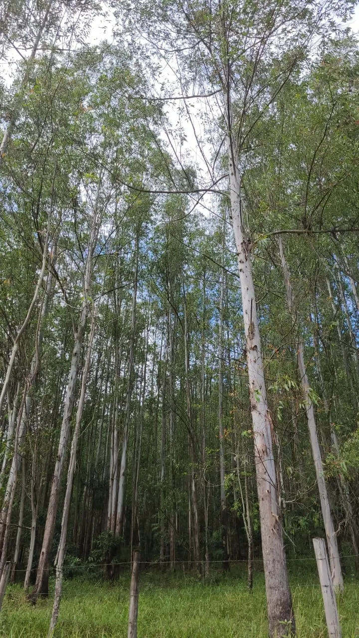 Fazenda à venda de 585 ha em Guaratinguetá, SP, Brasil