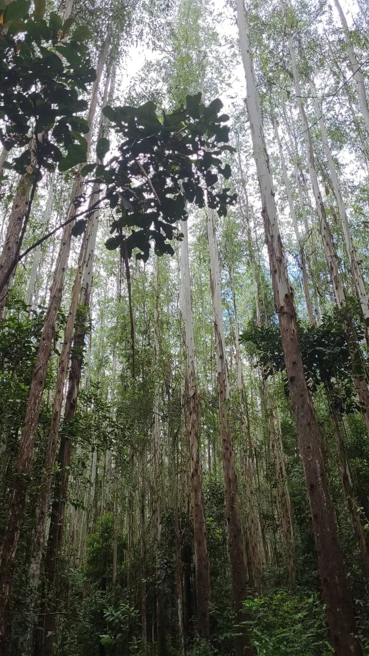 Fazenda à venda de 585 ha em Guaratinguetá, SP, Brasil