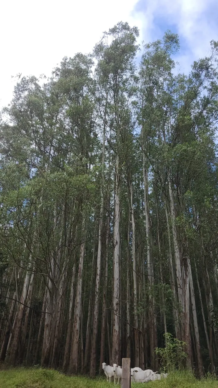 Fazenda à venda de 585 ha em Guaratinguetá, SP, Brasil