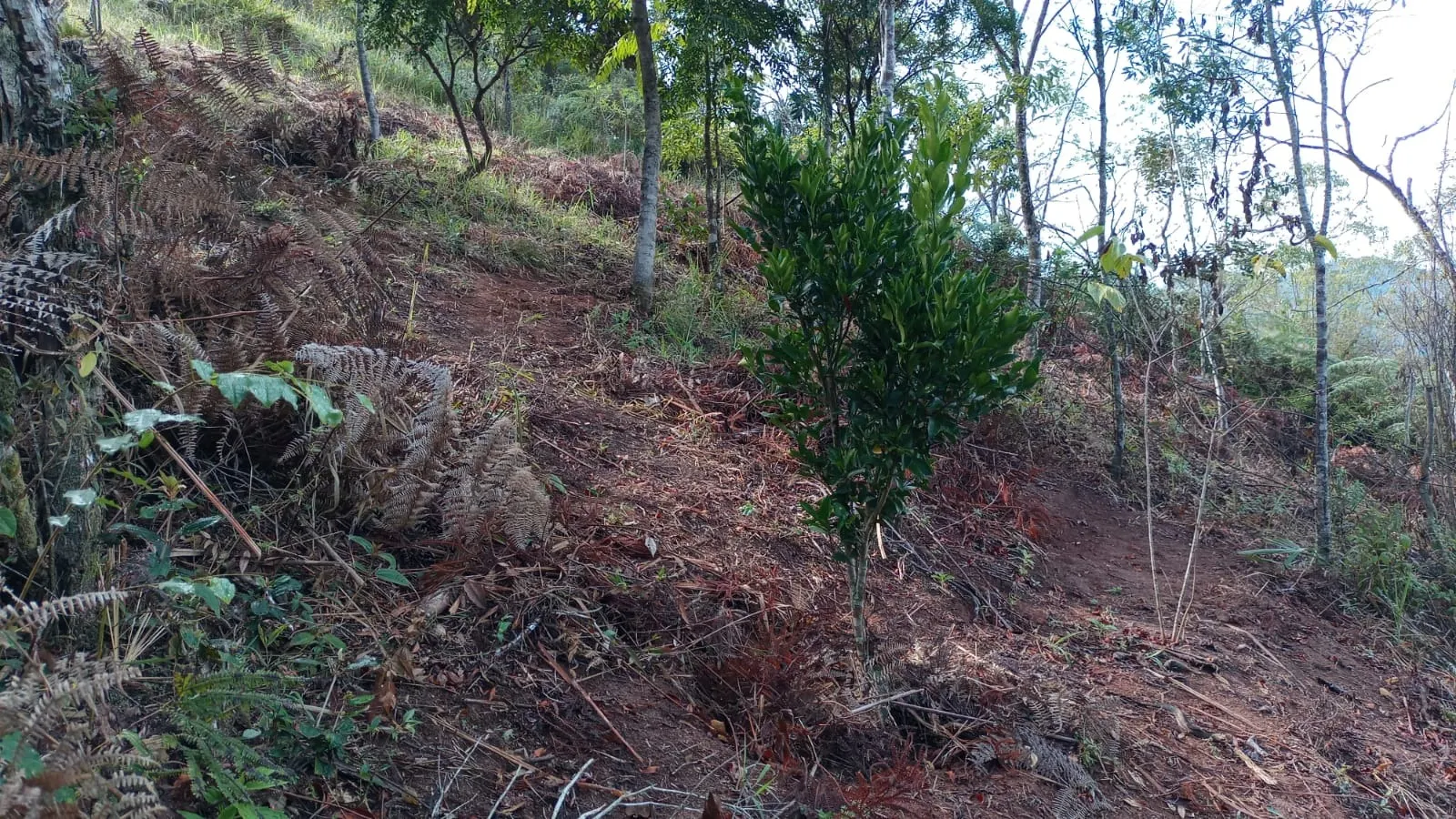 Chácara à venda de 3 ha em Monteiro Lobato, SP, Brasil
