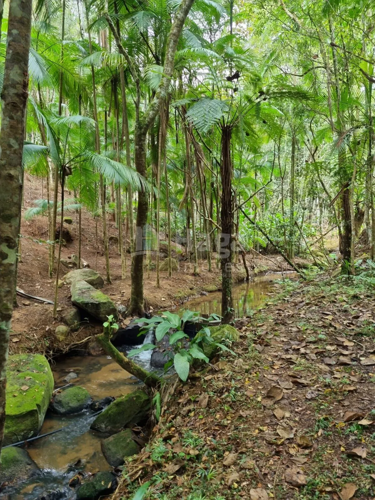Terreno à venda de 4.468 m² em Nova Trento, SC, Brasil