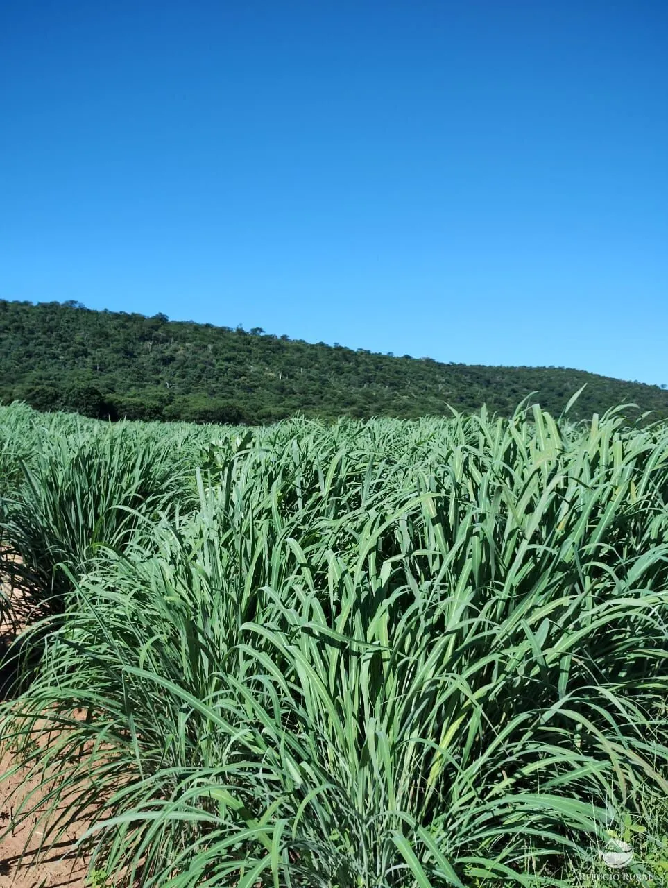 Fazenda à venda de 4.000 ha em Jaíba, MG, Brasil
