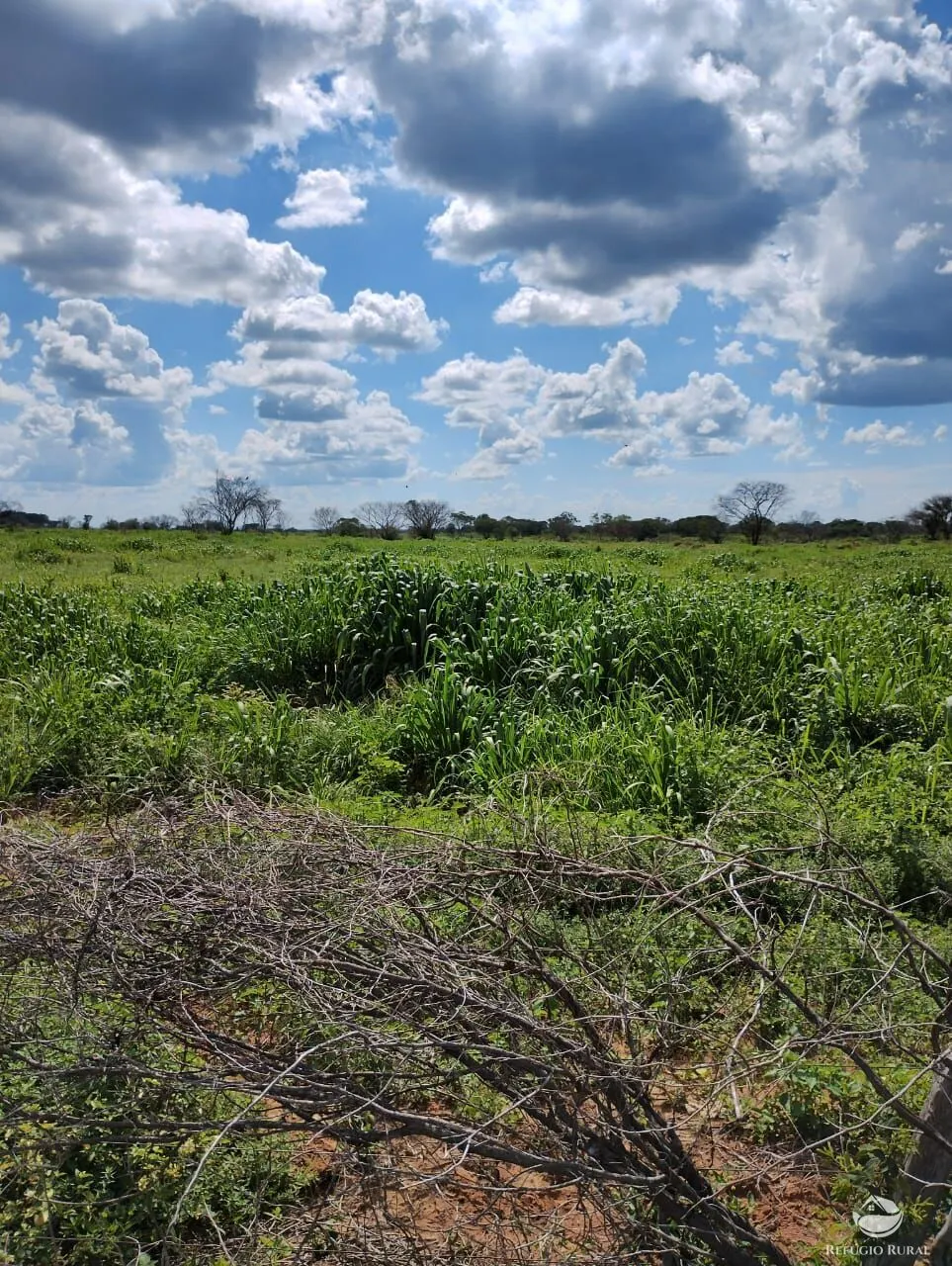 Fazenda à venda de 4.000 ha em Jaíba, MG, Brasil