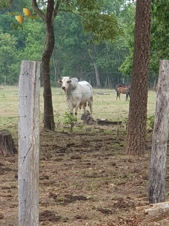 Fazenda à venda de 41.000 ha em Poconé, MT, Brasil