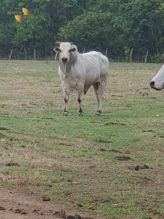Fazenda à venda de 41.000 ha em Poconé, MT, Brasil