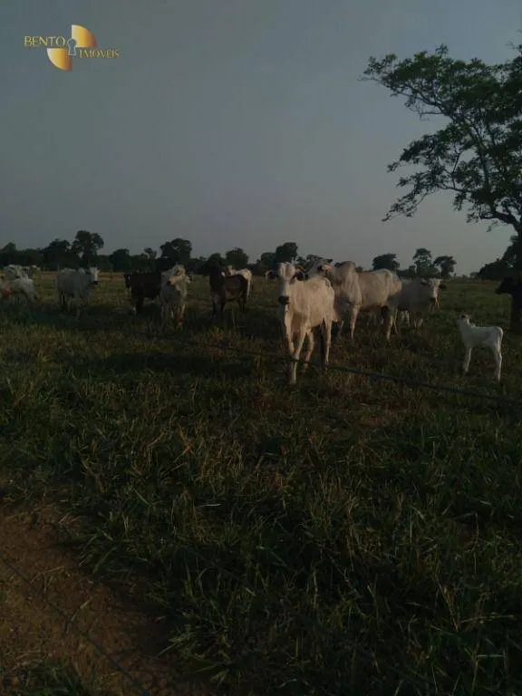 Fazenda à venda de 41.000 ha em Poconé, MT, Brasil