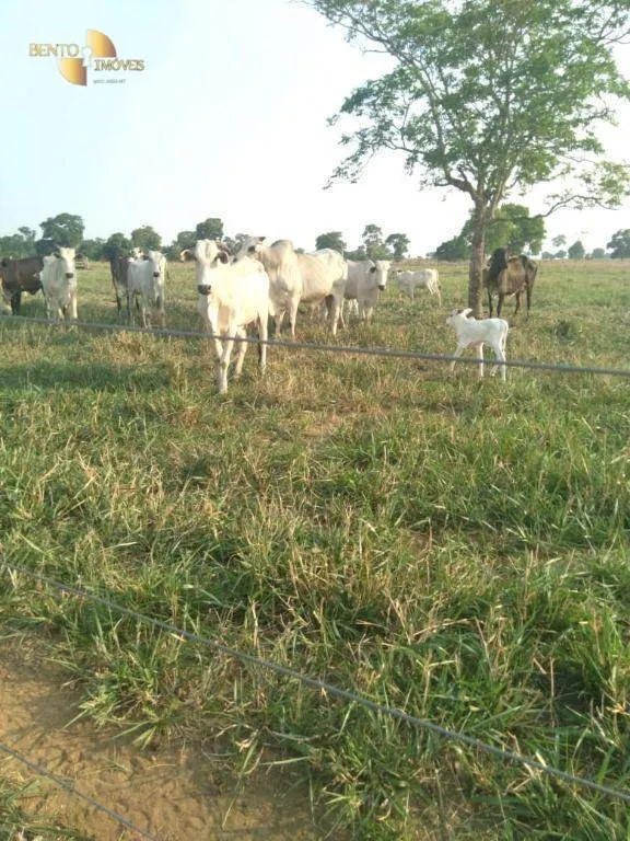 Fazenda à venda de 41.000 ha em Poconé, MT, Brasil