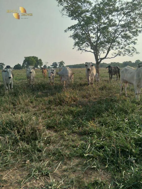 Fazenda à venda de 41.000 ha em Poconé, MT, Brasil