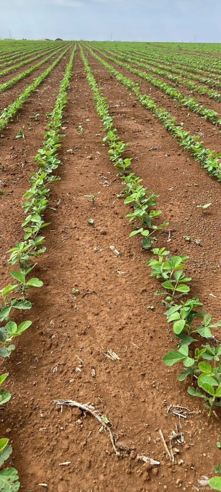Fazenda à venda de 17.000 ha em Feliz Natal, MT, Brasil
