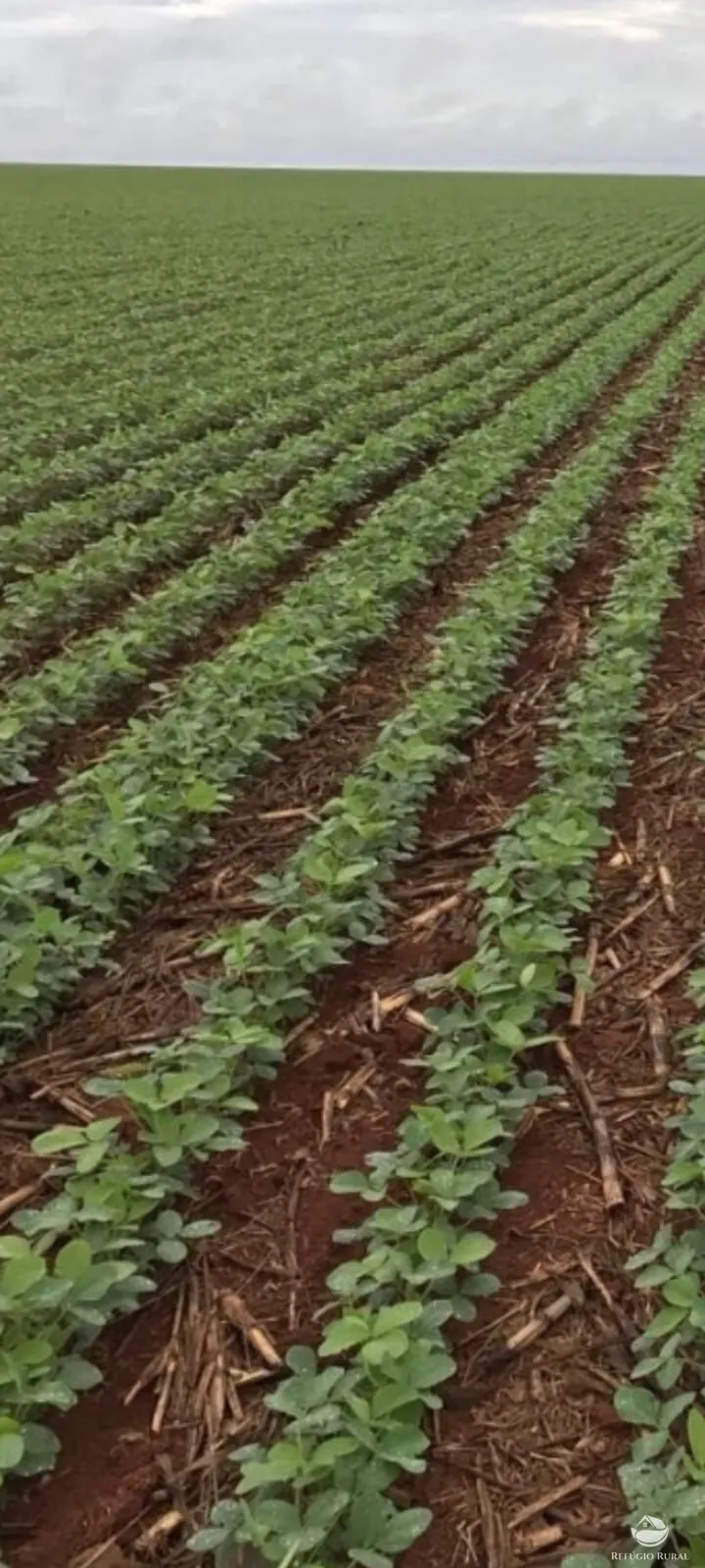 Fazenda à venda de 17.000 ha em Feliz Natal, MT, Brasil