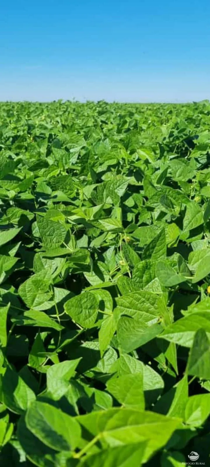 Fazenda à venda de 17.000 ha em Feliz Natal, MT, Brasil