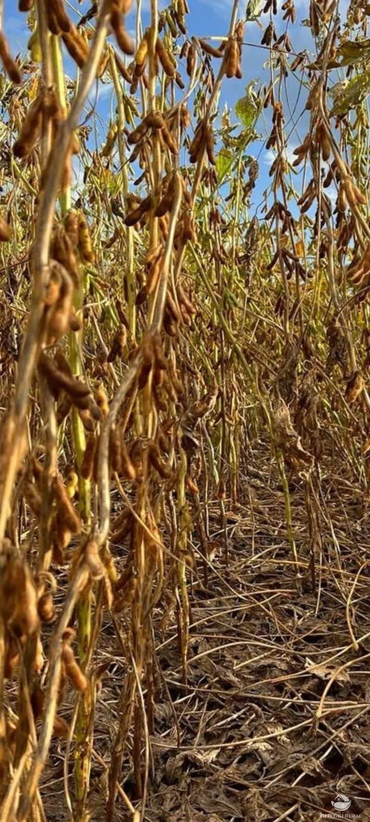Fazenda à venda de 17.000 ha em Feliz Natal, MT, Brasil