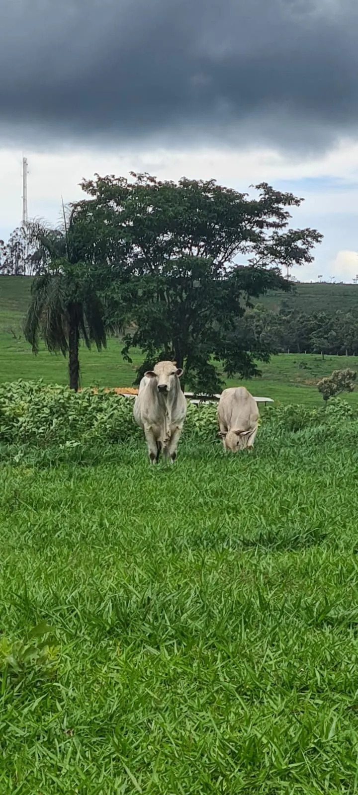 Small farm for sale of 235 acres in Cristalina, GO, Brazil