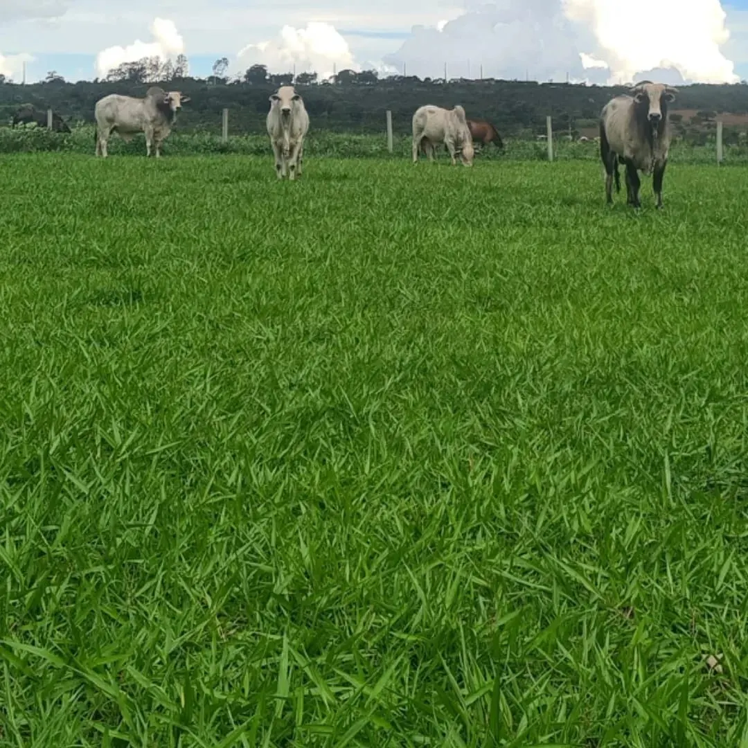 Small farm for sale of 235 acres in Cristalina, GO, Brazil