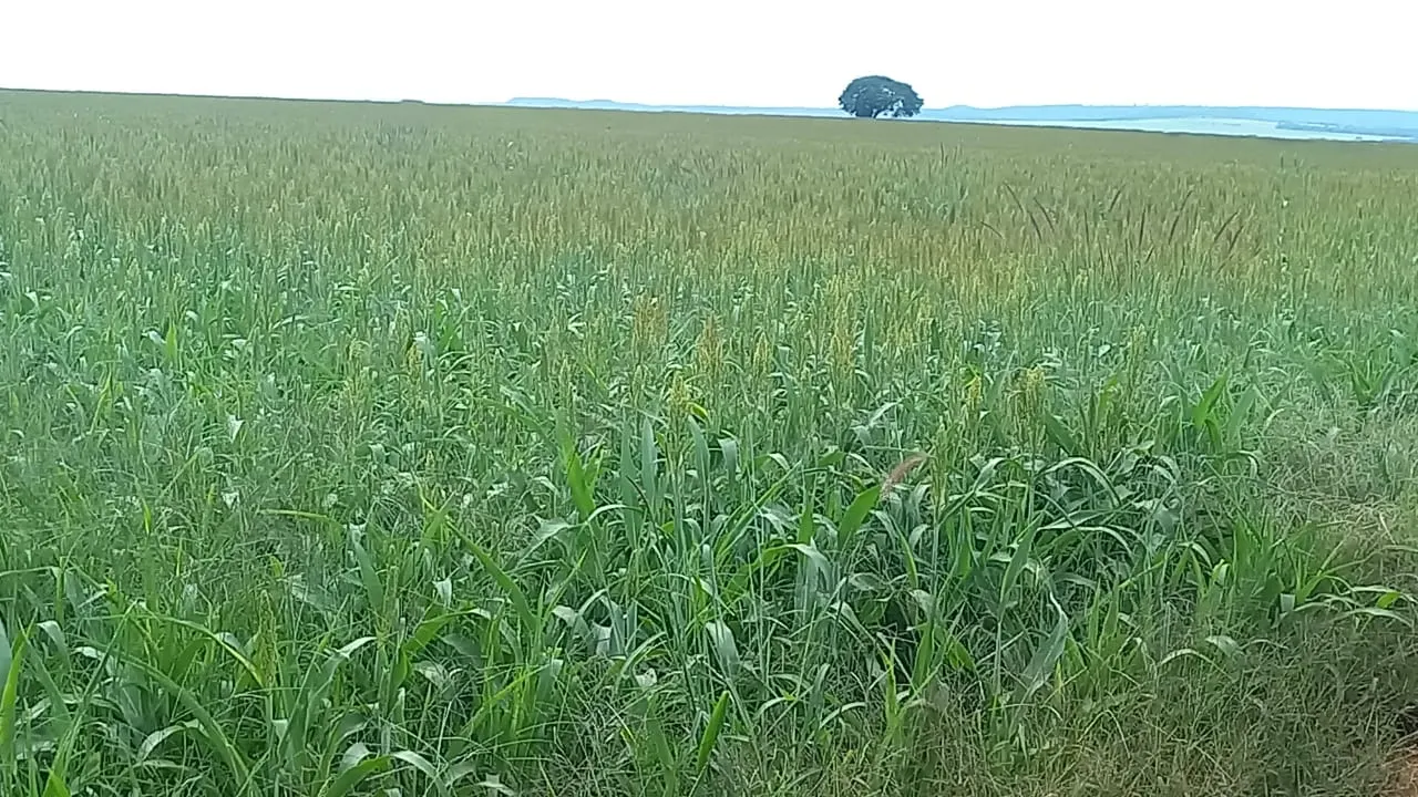 Fazenda à venda de 706 ha em Campo Alegre de Goiás, GO, Brasil