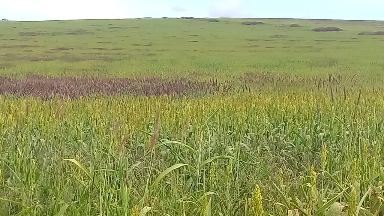 Fazenda à venda de 706 ha em Campo Alegre de Goiás, GO, Brasil
