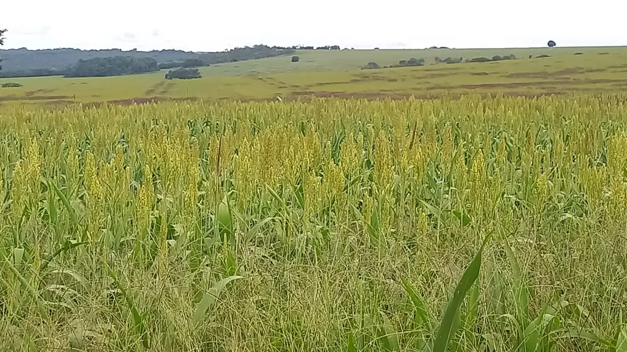 Fazenda à venda de 706 ha em Campo Alegre de Goiás, GO, Brasil