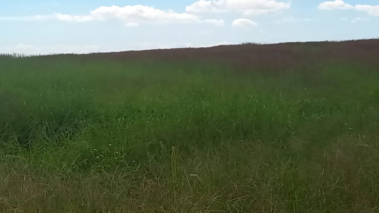 Fazenda à venda de 706 ha em Campo Alegre de Goiás, GO, Brasil
