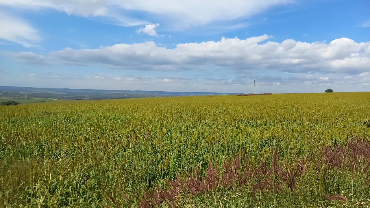Fazenda à venda de 706 ha em Campo Alegre de Goiás, GO, Brasil