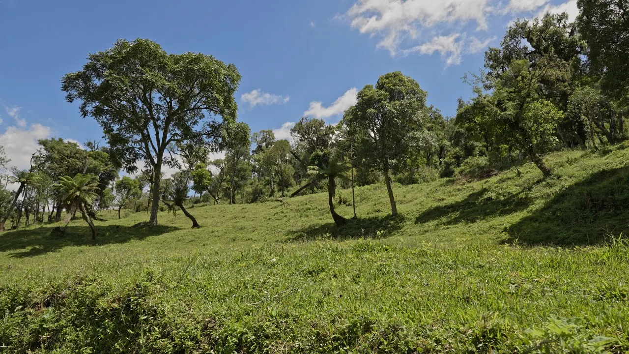 Sítio à venda de 16 ha em Urubici, SC, Brasil