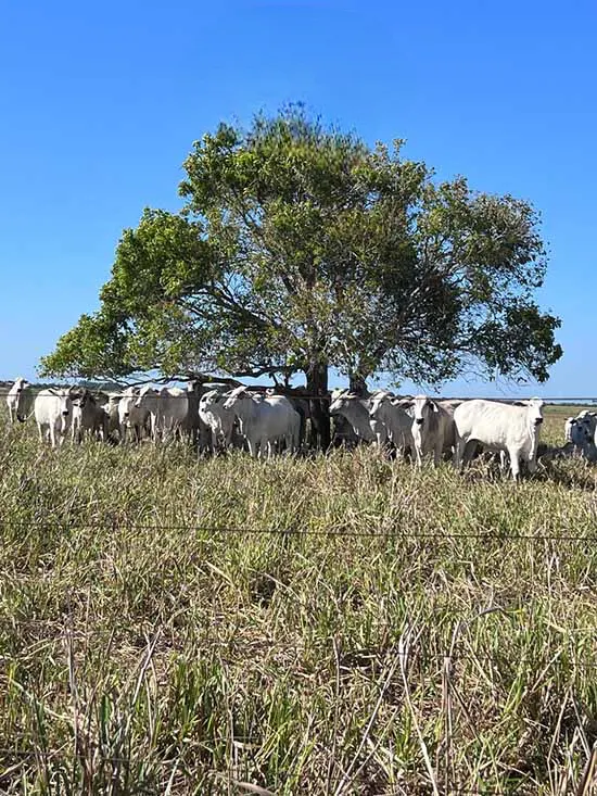 Fazenda à venda de 42 ha em Quissamã, RJ, Brasil