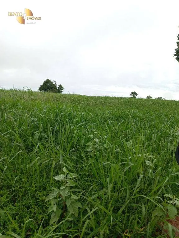 Fazenda à venda de 1.000 ha em Pontal do Araguaia, MT, Brasil