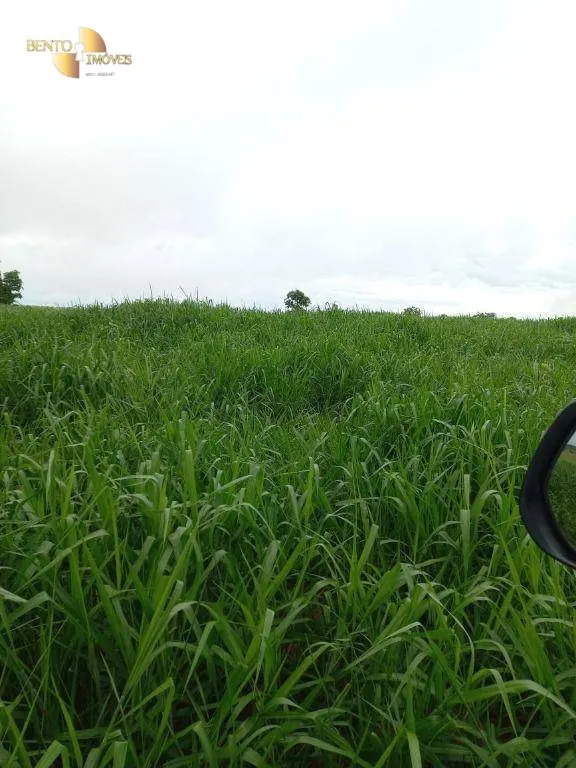 Fazenda à venda de 1.000 ha em Pontal do Araguaia, MT, Brasil