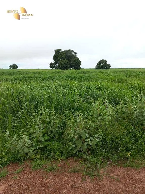 Fazenda à venda de 1.000 ha em Pontal do Araguaia, MT, Brasil