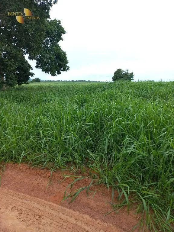 Fazenda à venda de 1.000 ha em Pontal do Araguaia, MT, Brasil