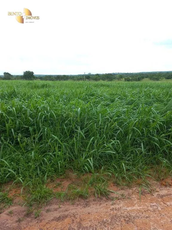 Fazenda à venda de 1.000 ha em Pontal do Araguaia, MT, Brasil