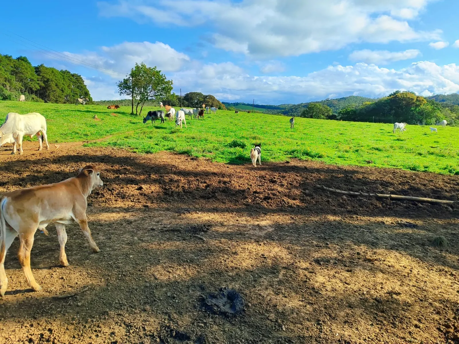Fazenda à venda de 87 ha em Pilar do Sul, SP, Brasil