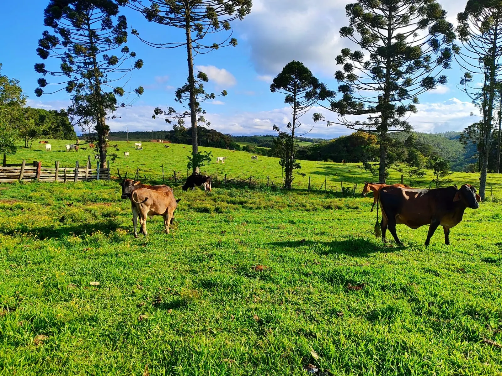 Fazenda à venda de 87 ha em Pilar do Sul, SP, Brasil