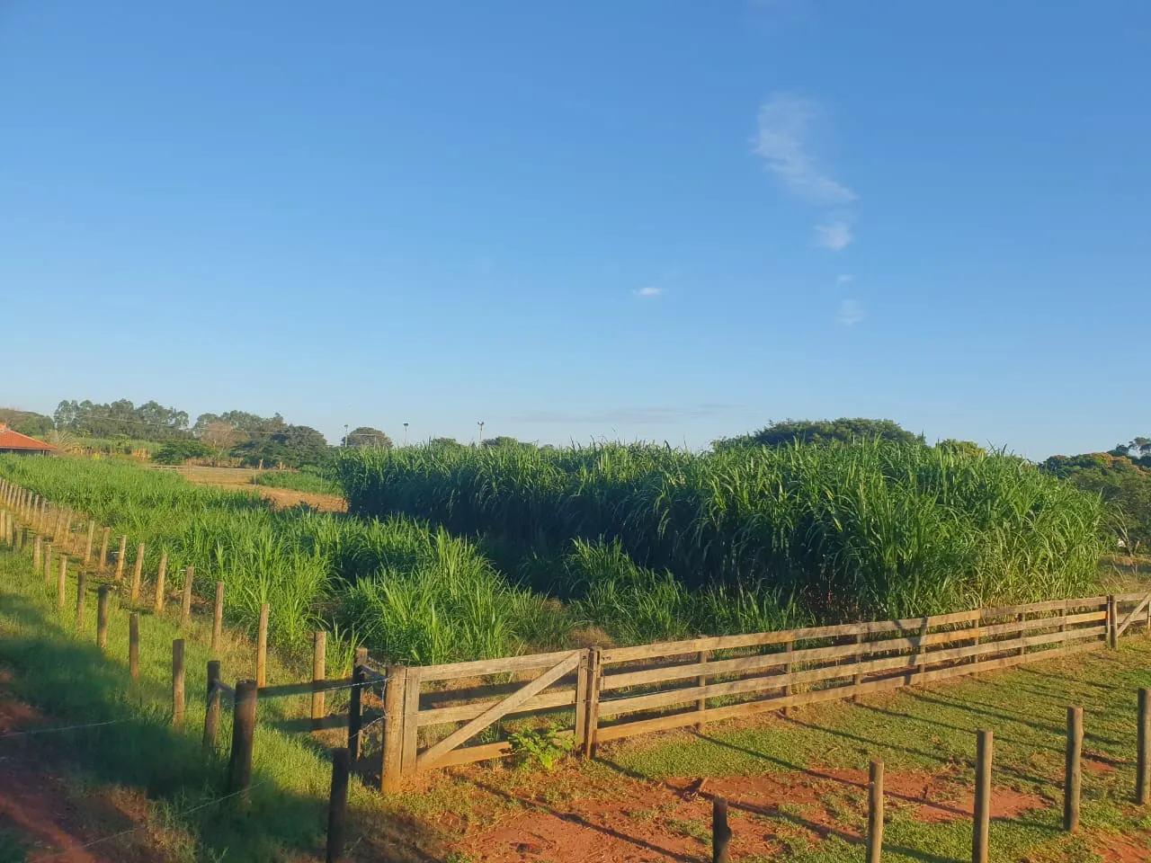 Sítio à venda e para Arrendar de 12 ha em Araraquara, SP, Brasil