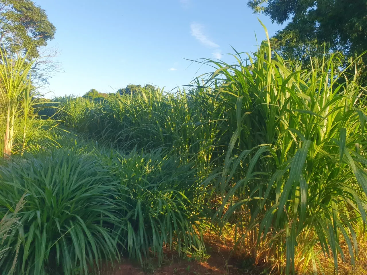 Sítio à venda e para Arrendar de 12 ha em Araraquara, SP, Brasil