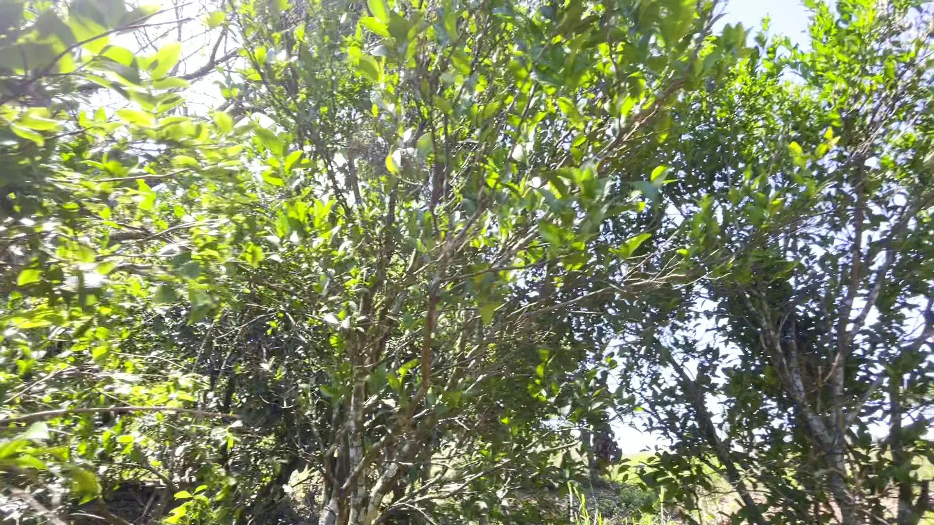 Country home for sale of 5 acres in Caraá, RS, Brazil