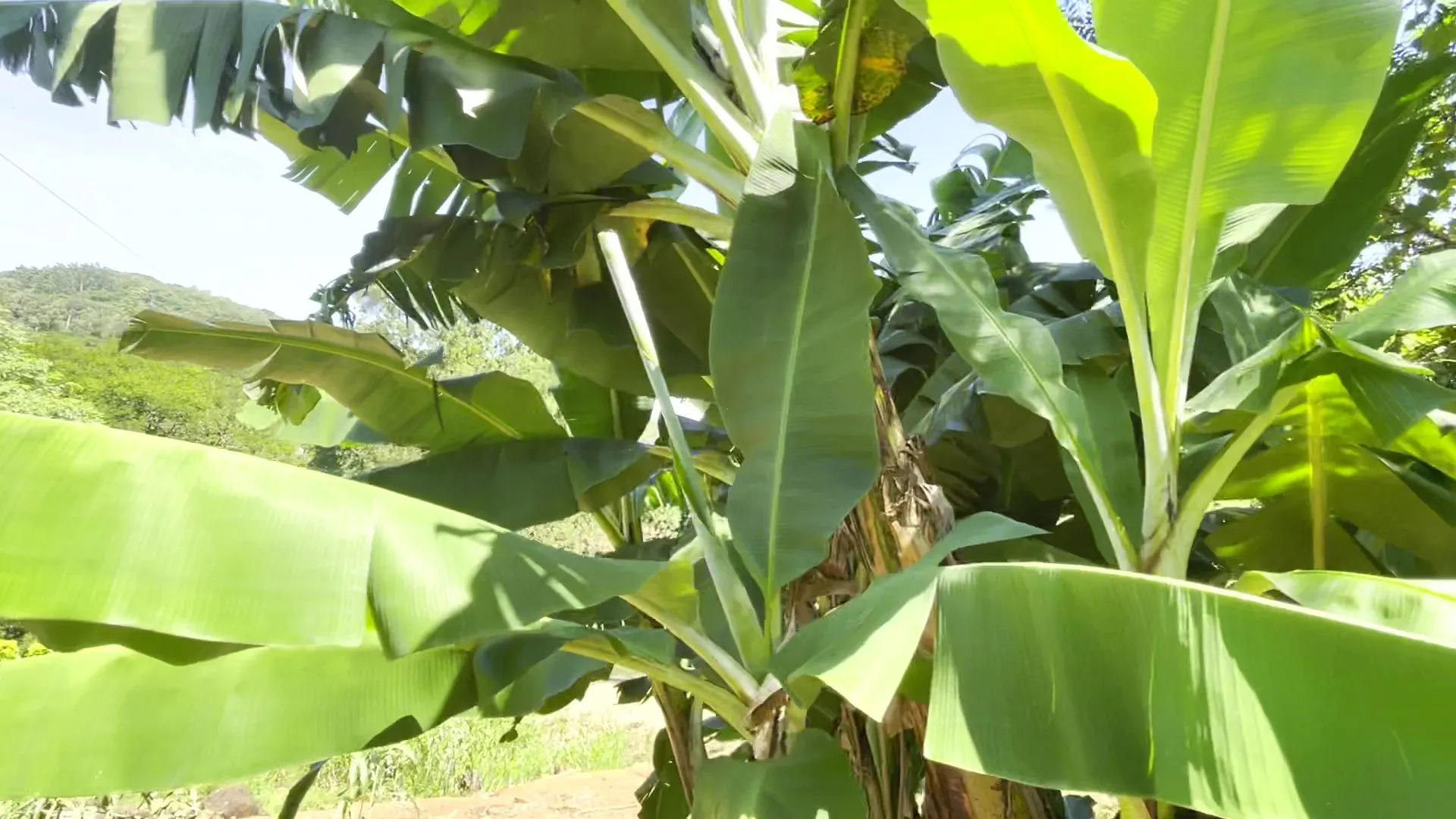 Country home for sale of 5 acres in Caraá, RS, Brazil