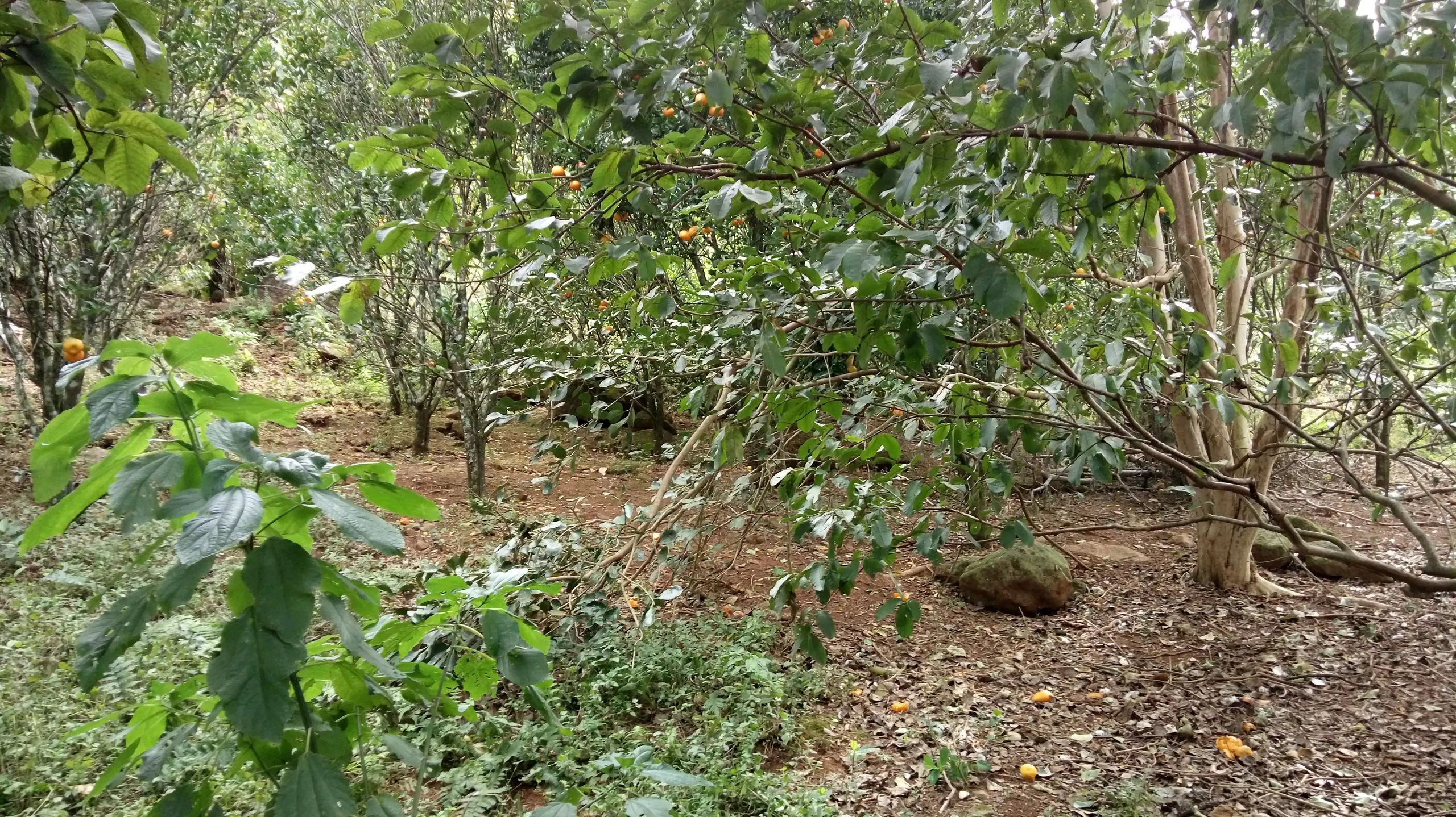 Sítio à venda de 12 ha em Westfália, RS, Brasil