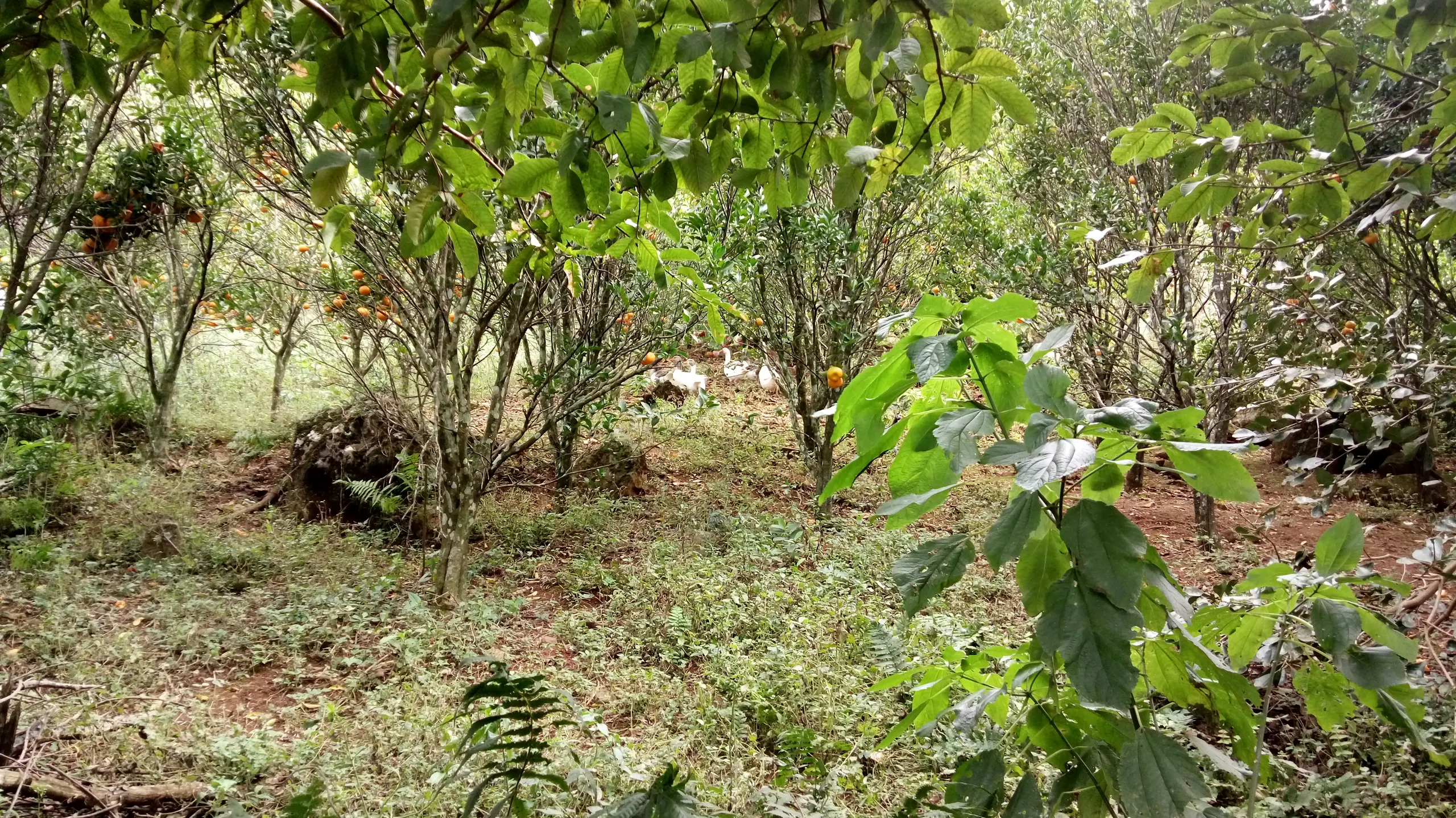 Sítio à venda de 12 ha em Westfália, RS, Brasil