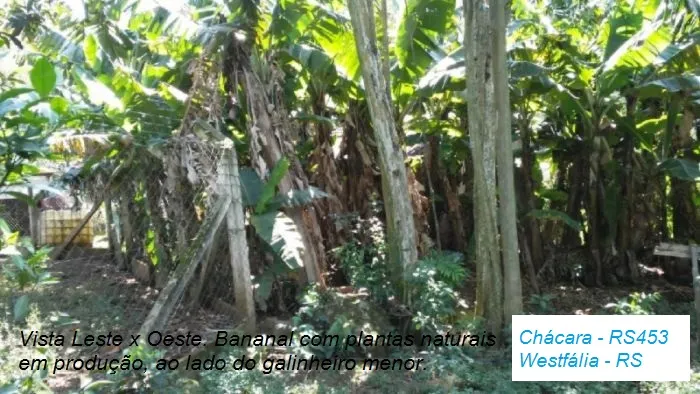 Sítio à venda de 12 ha em Westfália, RS, Brasil