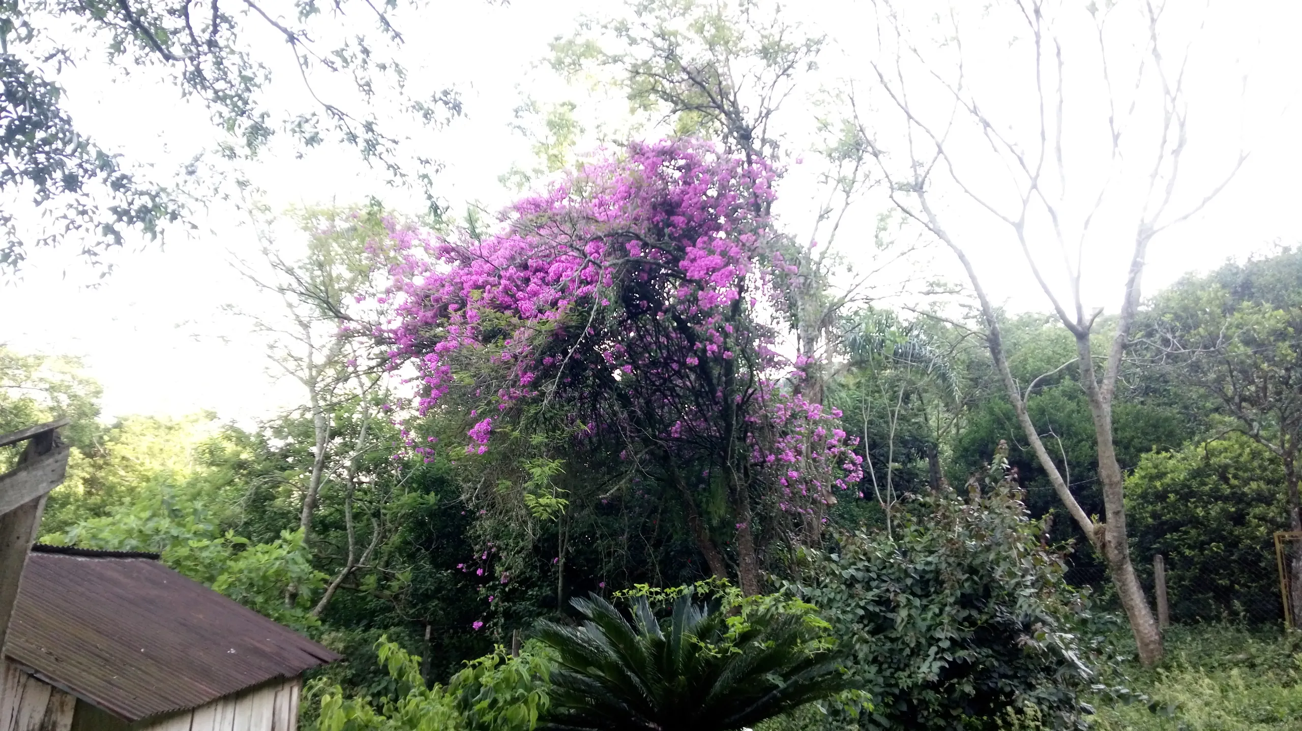 Sítio à venda de 12 ha em Westfália, RS, Brasil