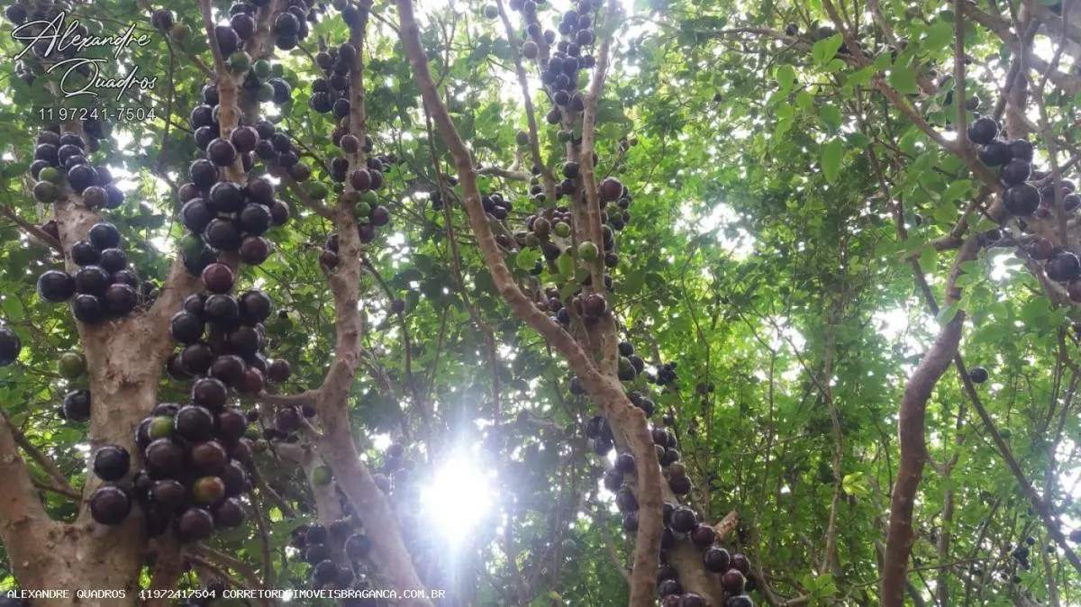 Small farm for sale of 91 acres in Piracaia, SP, Brazil