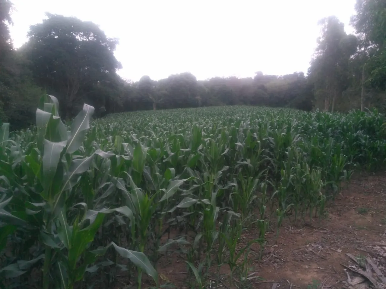 Sítio à venda de 15 ha em Angatuba, SP, Brasil