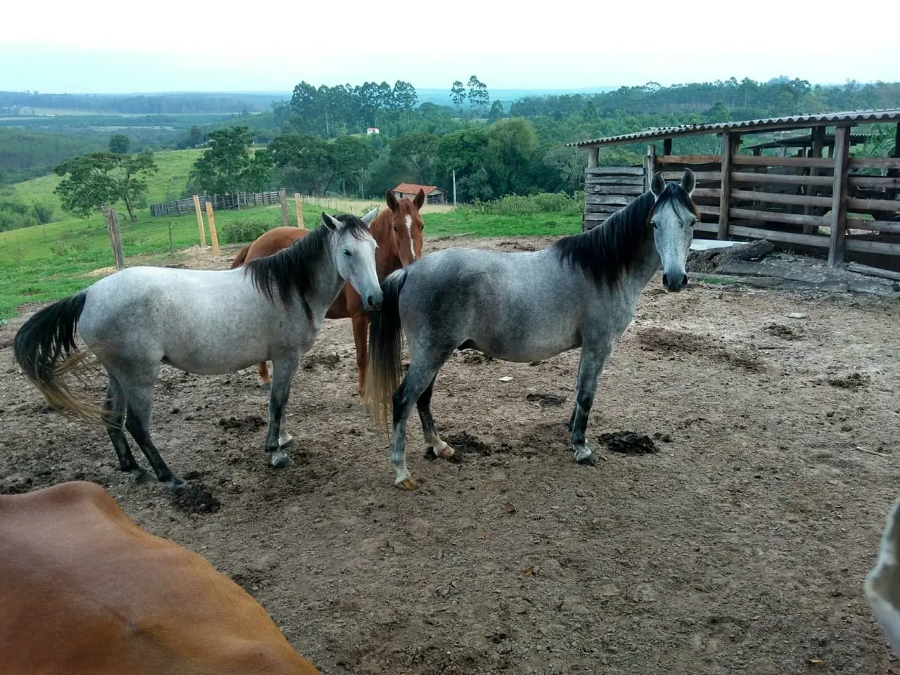 Sítio à venda de 15 ha em Angatuba, SP, Brasil