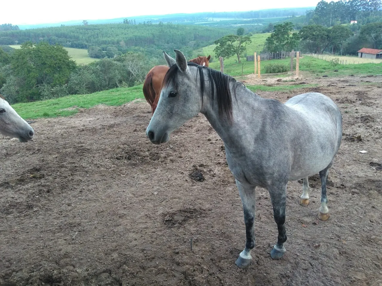 Sítio à venda de 15 ha em Angatuba, SP, Brasil