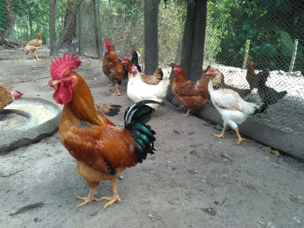 Sítio à venda de 15 ha em Angatuba, SP, Brasil