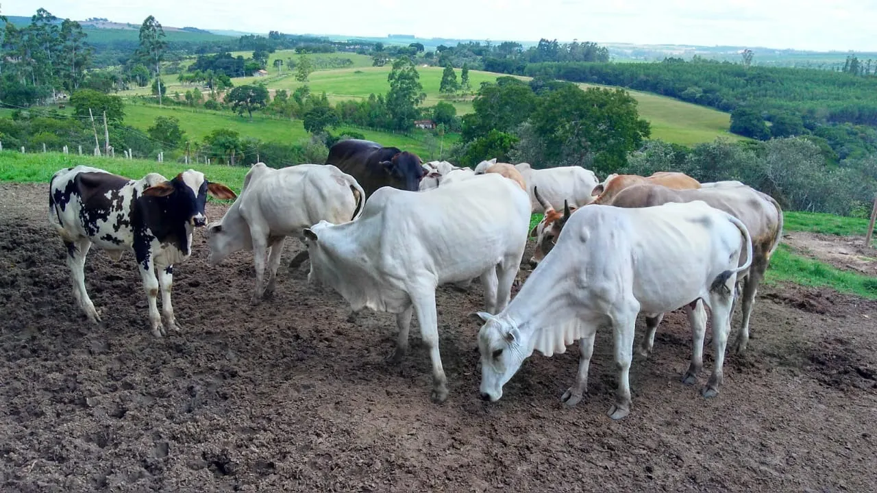 Sítio à venda de 15 ha em Angatuba, SP, Brasil