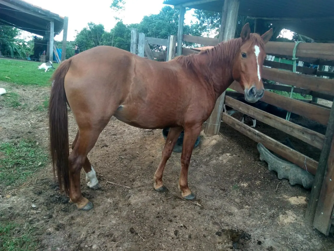 Sítio à venda de 15 ha em Angatuba, SP, Brasil