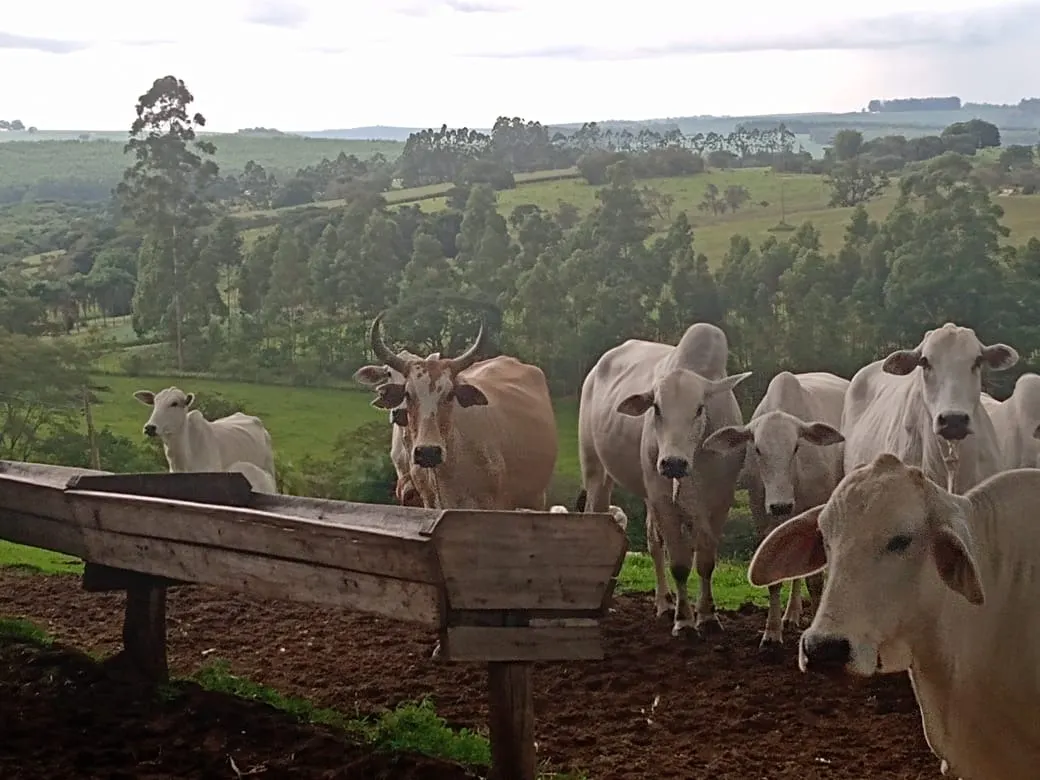 Sítio à venda de 15 ha em Angatuba, SP, Brasil