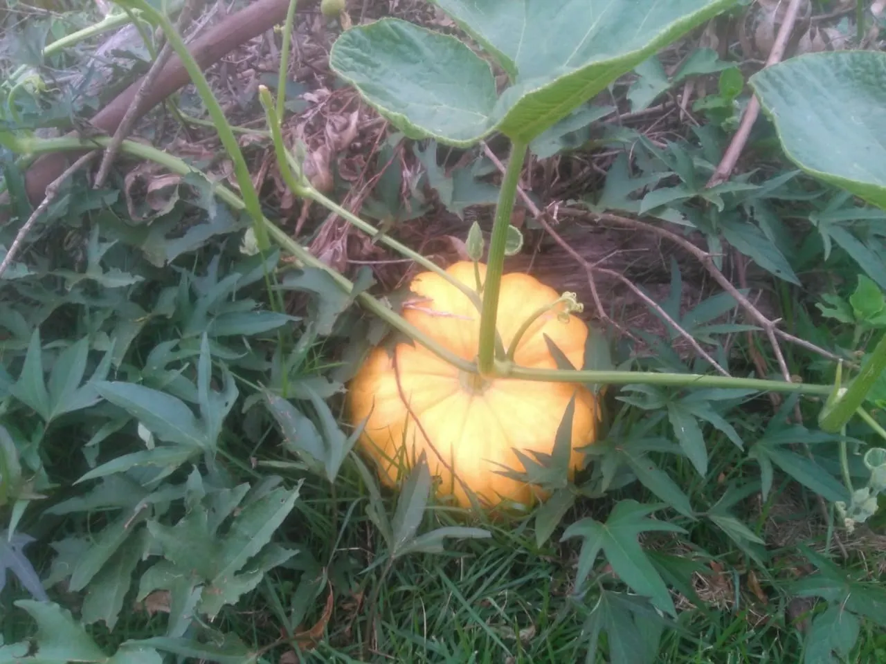 Sítio à venda de 15 ha em Angatuba, SP, Brasil